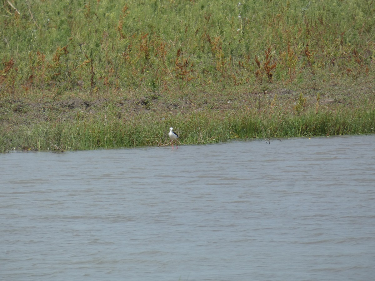 Ходулочник - ML646890052