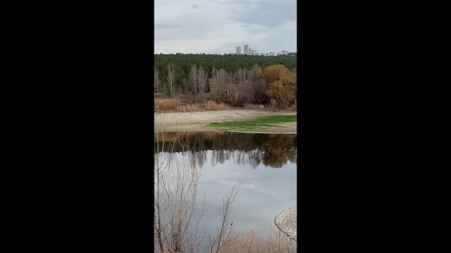 Серая цапля - ML646890053