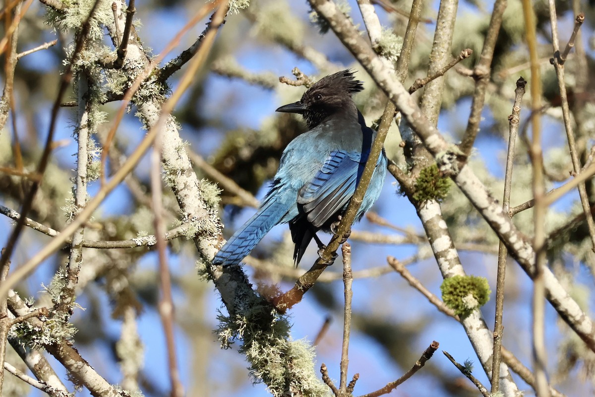 Стеллерова сойка - ML646890054