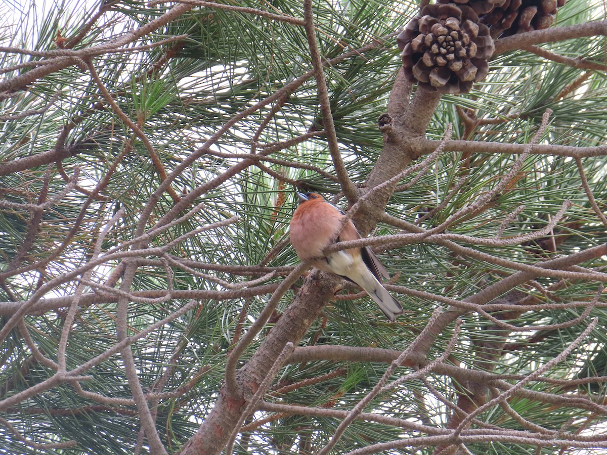 Зяблик - ML646890055