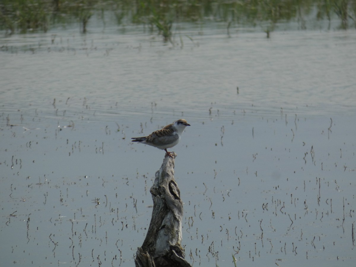 Белощёкая крачка - ML646890057