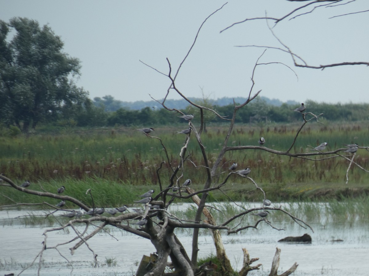 Белощёкая крачка - ML646890058