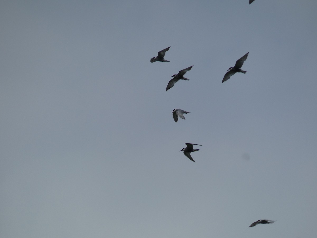 Белощёкая крачка - ML646890059