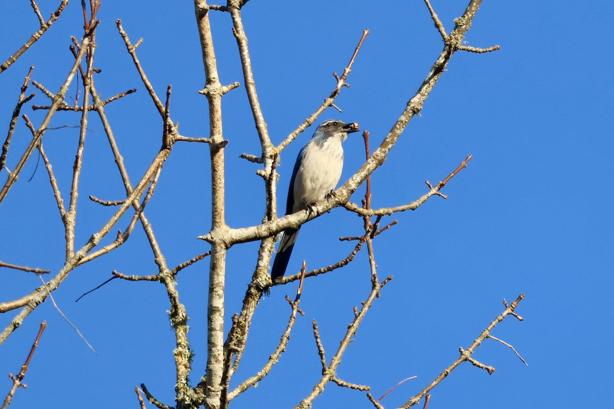 Калифорнийская сойка - ML646890060