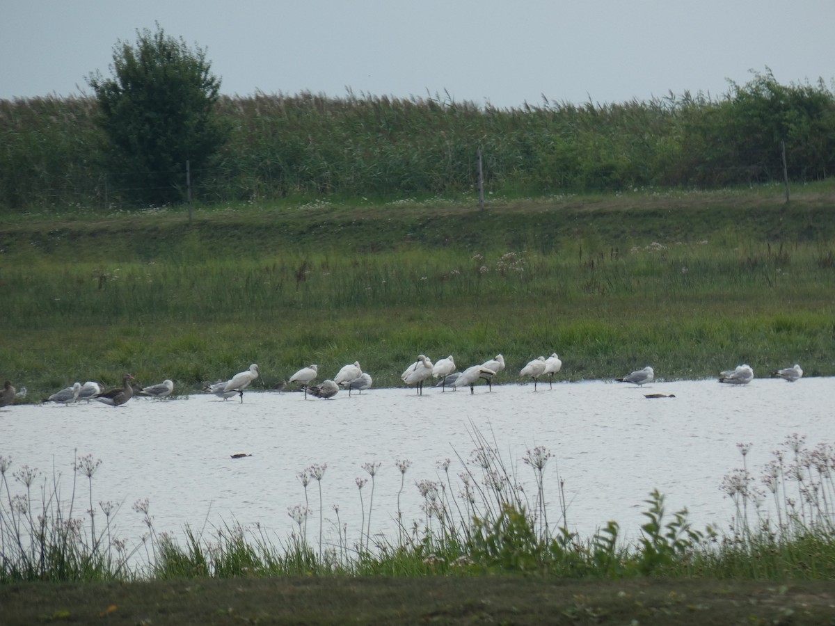 Колпица - ML646890062