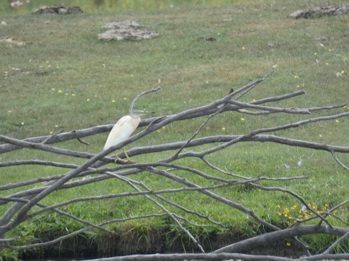 Жёлтая цапля - ML646890063