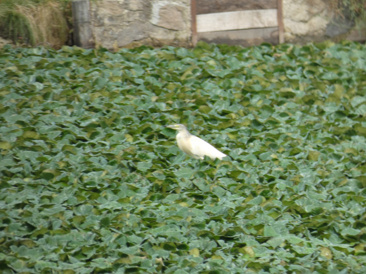 Жёлтая цапля - ML646890064