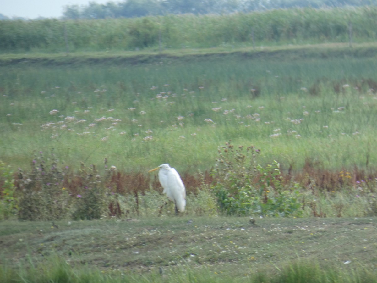 Большая белая цапля - ML646890066