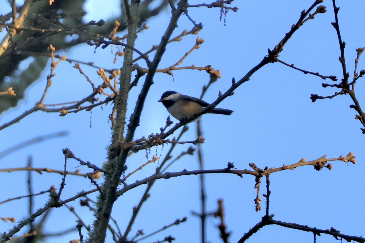 Черношапочная гаичка - ML646890067