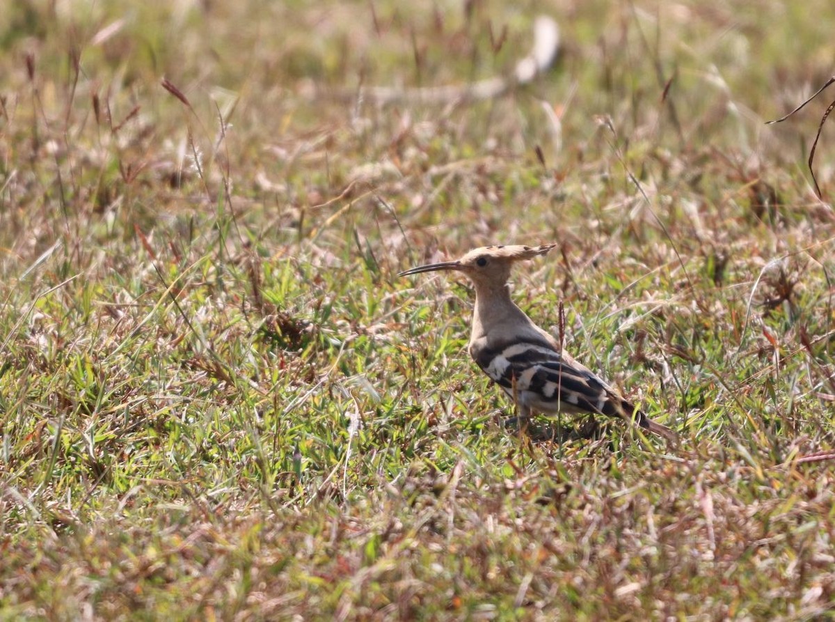 Удод - ML646890068