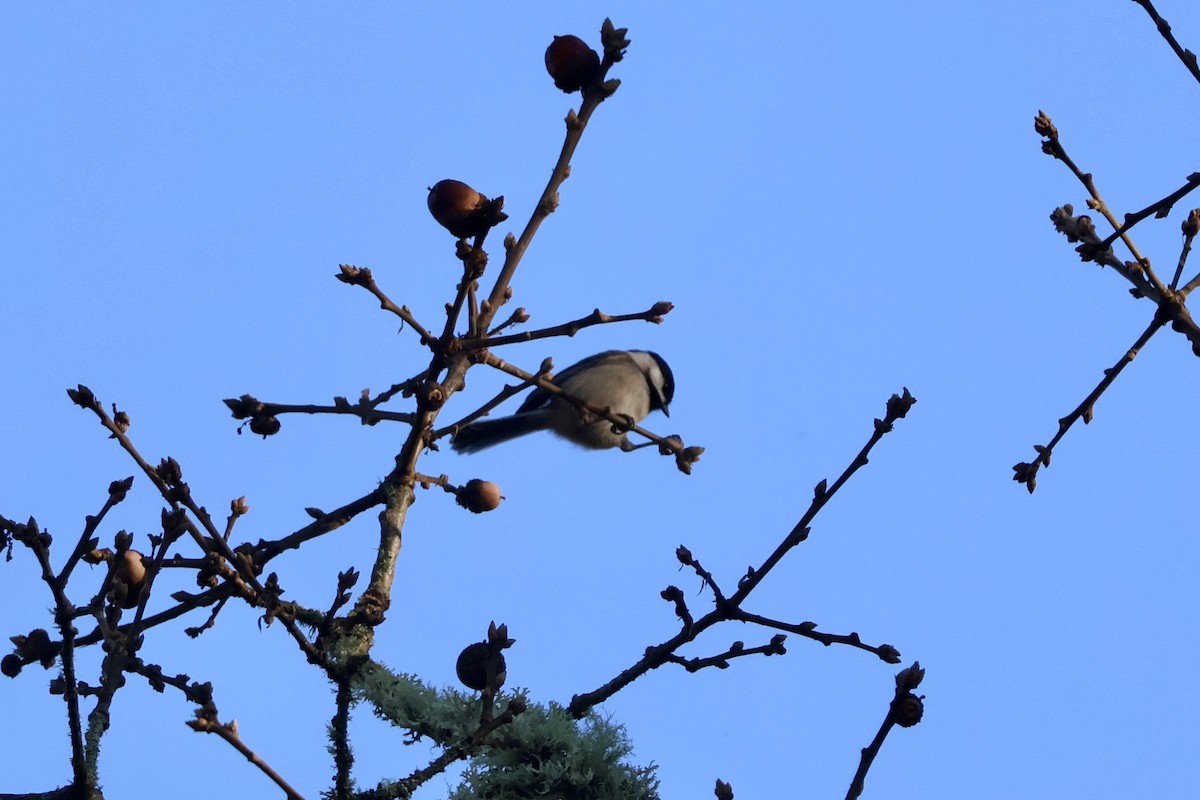 Черношапочная гаичка - ML646890069