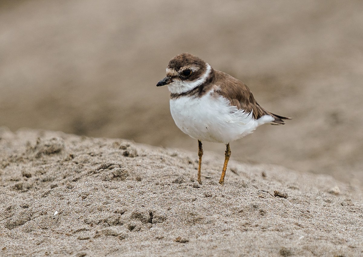Малый песочник - ML646890071