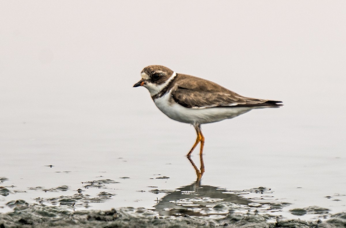 Малый песочник - ML646890072