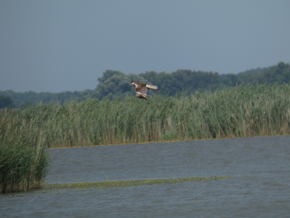 Болотный лунь - ML646890073