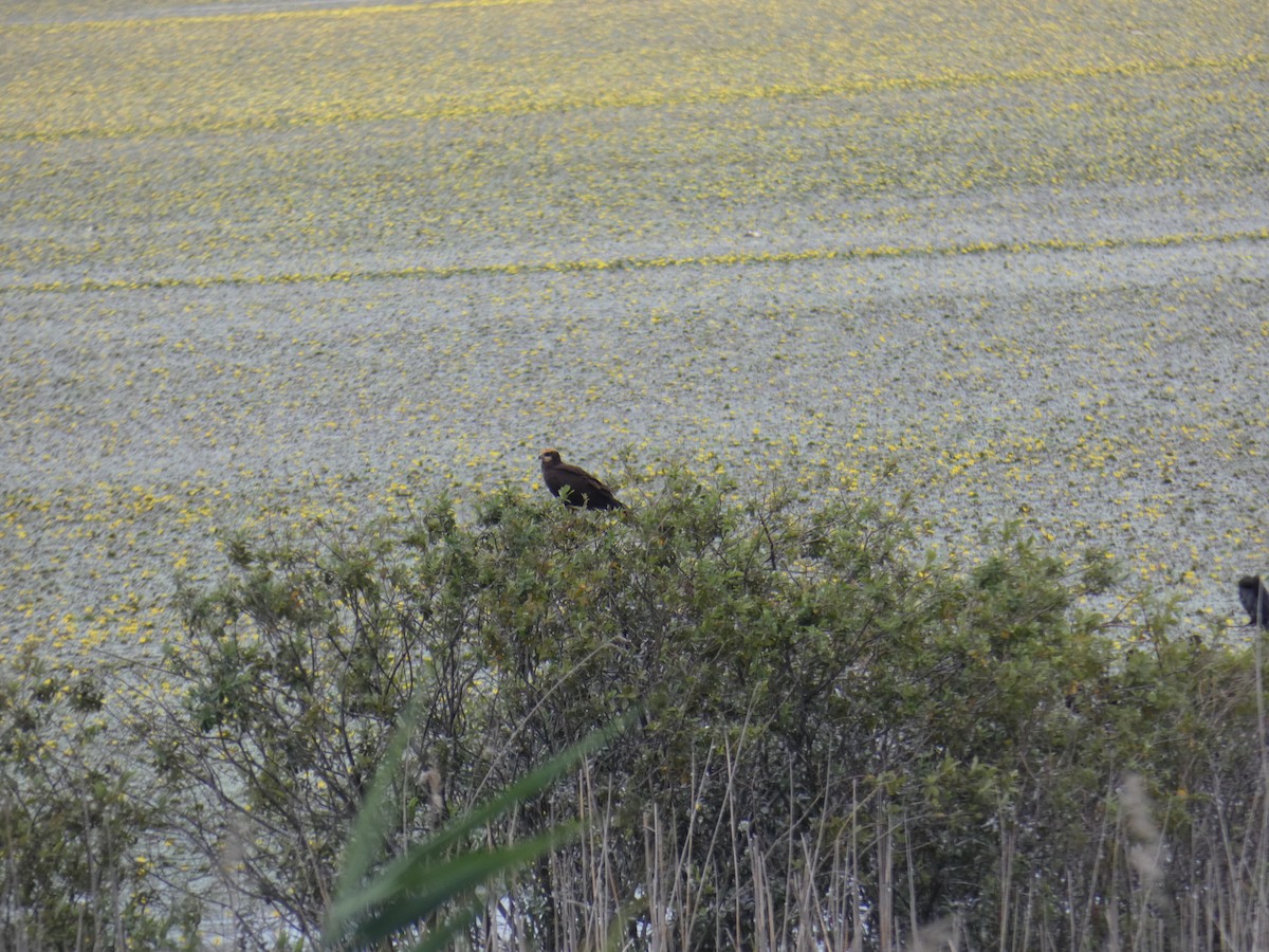 Болотный лунь - ML646890074