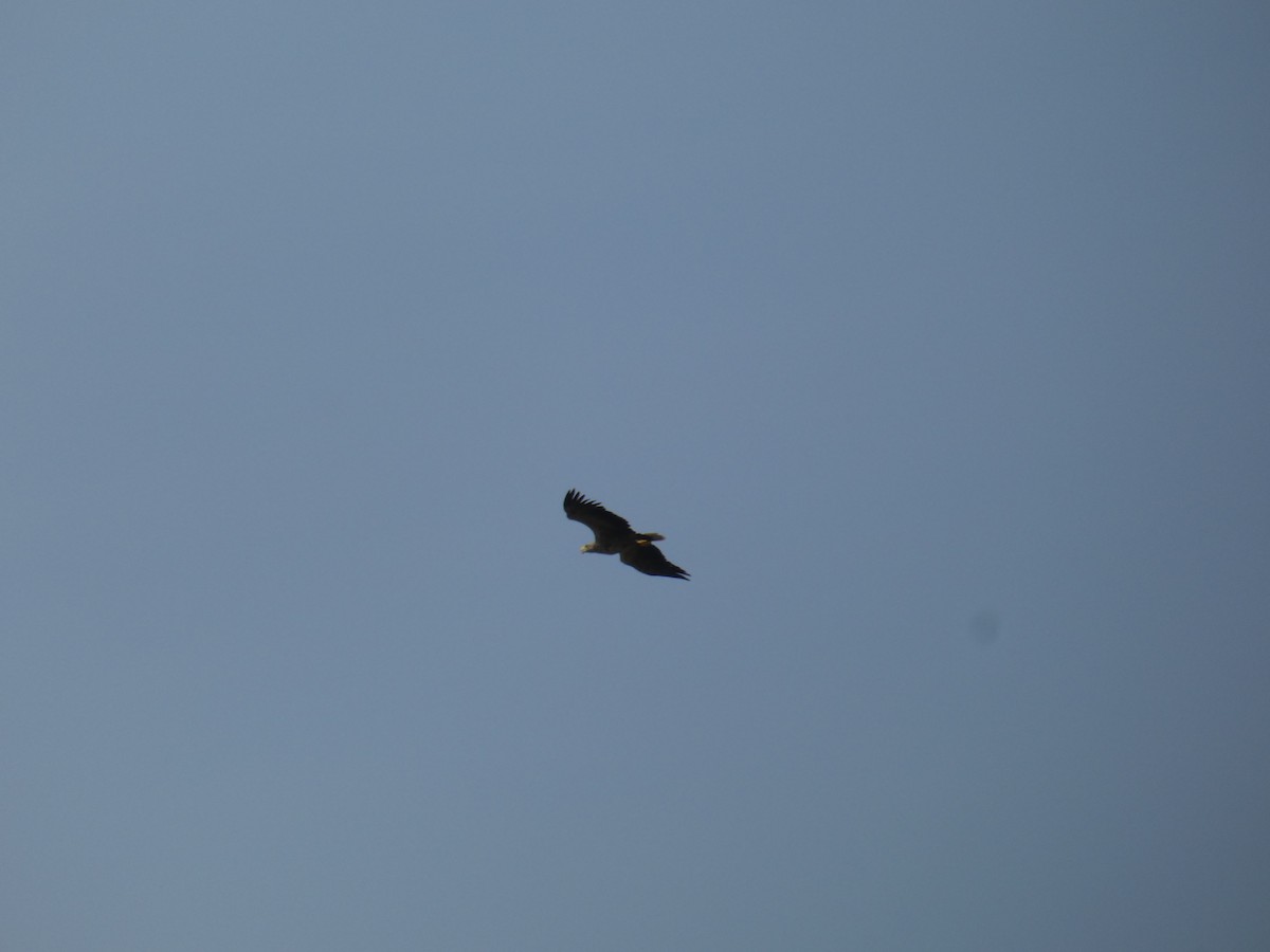 Орлан-белохвост - ML646890075