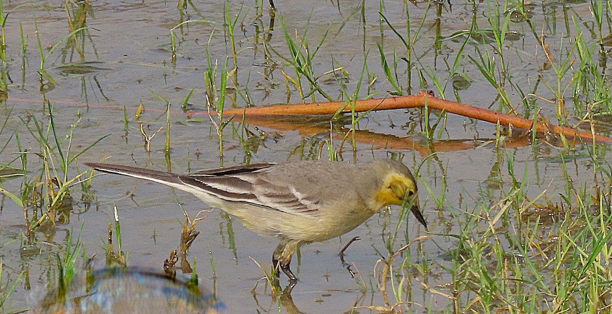 Желтоголовая трясогузка - ML646890076