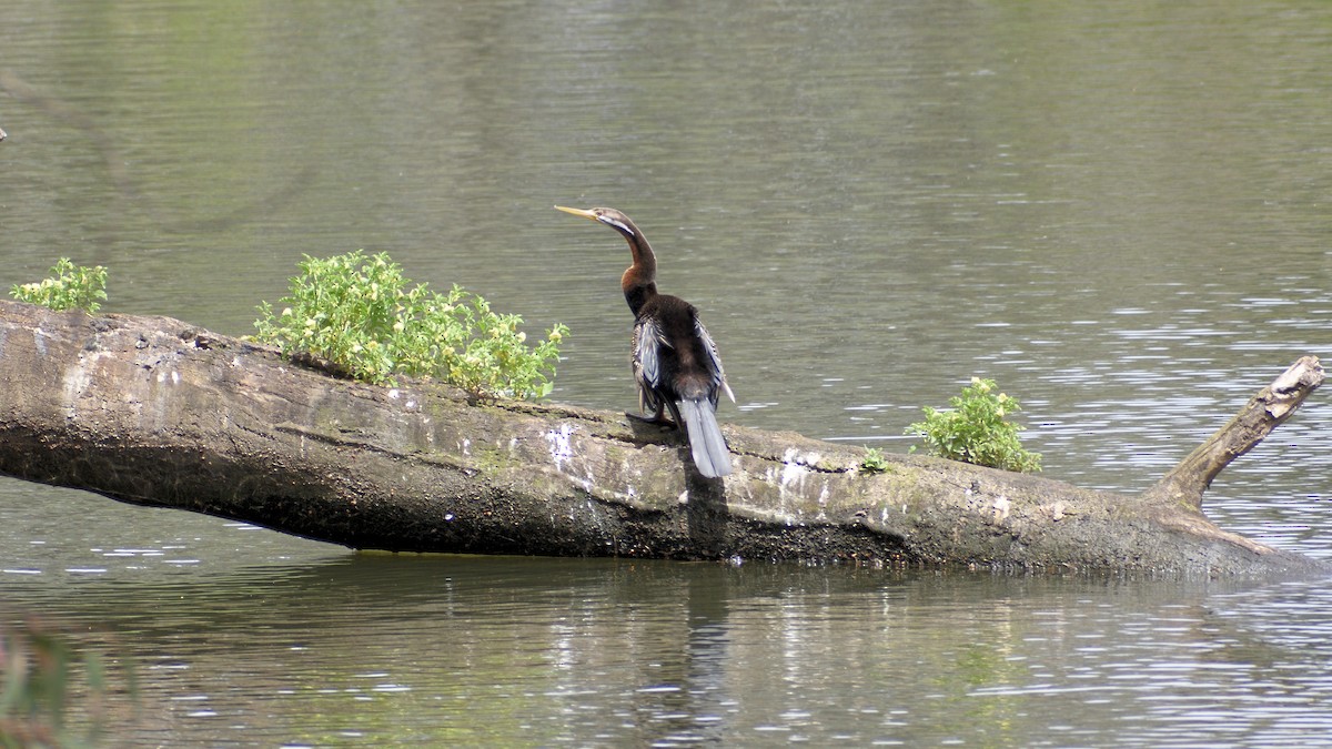 Австралийская змеешейка - ML646890077