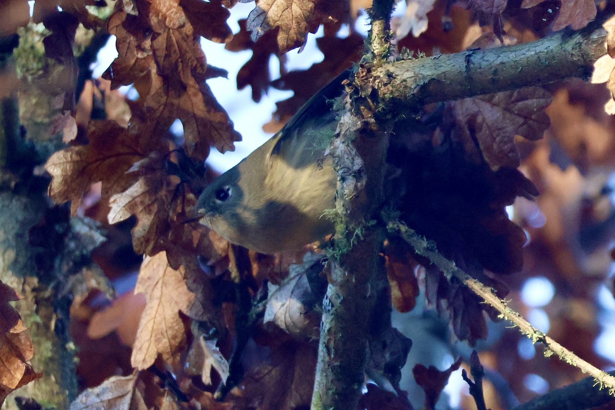 Рубиноголовый королёк - ML646890078