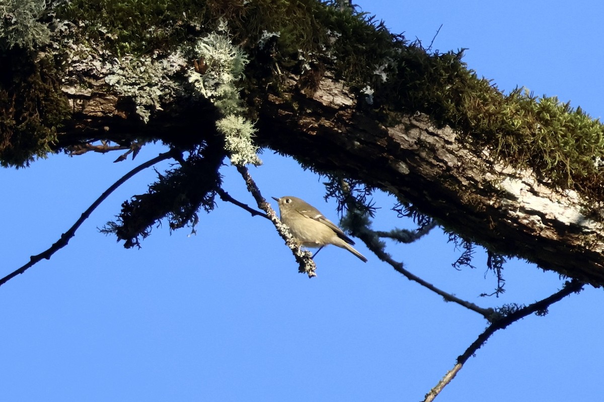 Рубиноголовый королёк - ML646890079