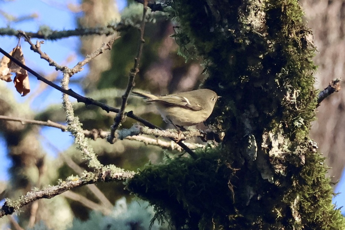 Ruby-crowned Kinglet - ML646890082