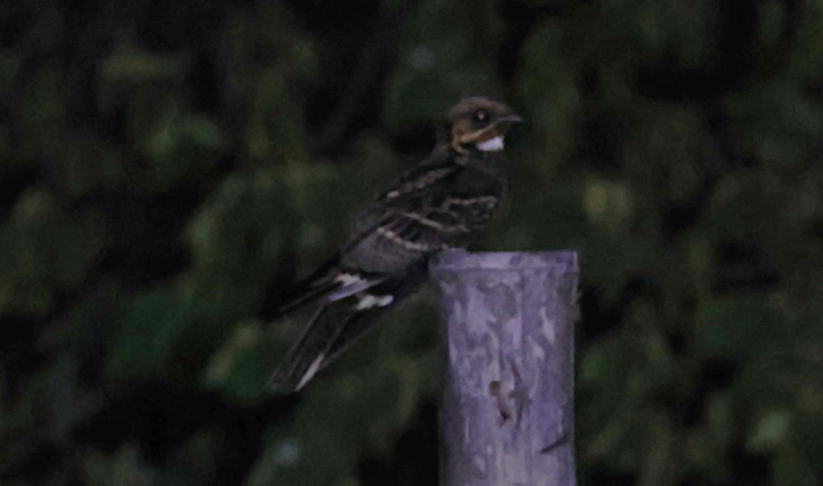 Large-tailed Nightjar - ML646890087