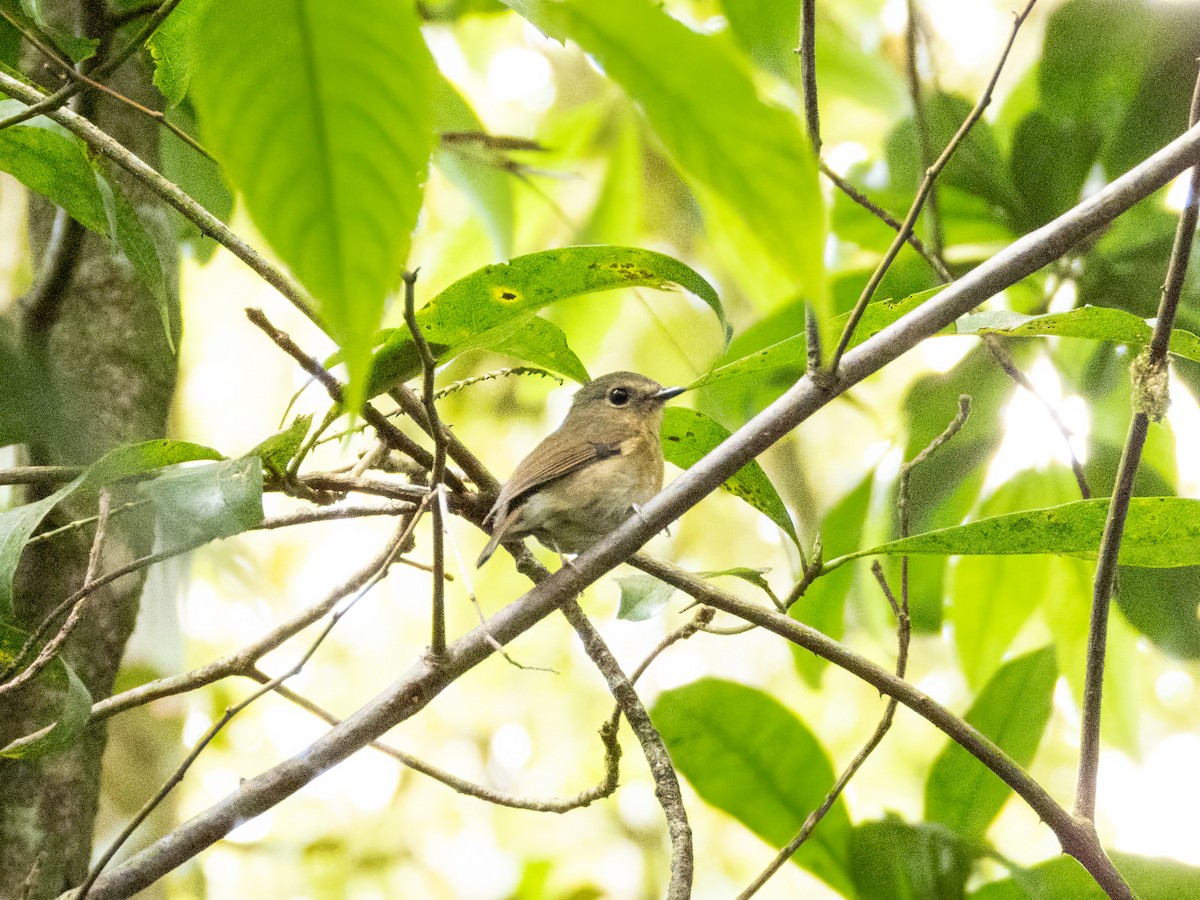 aurorafluesnapper - ML646890089