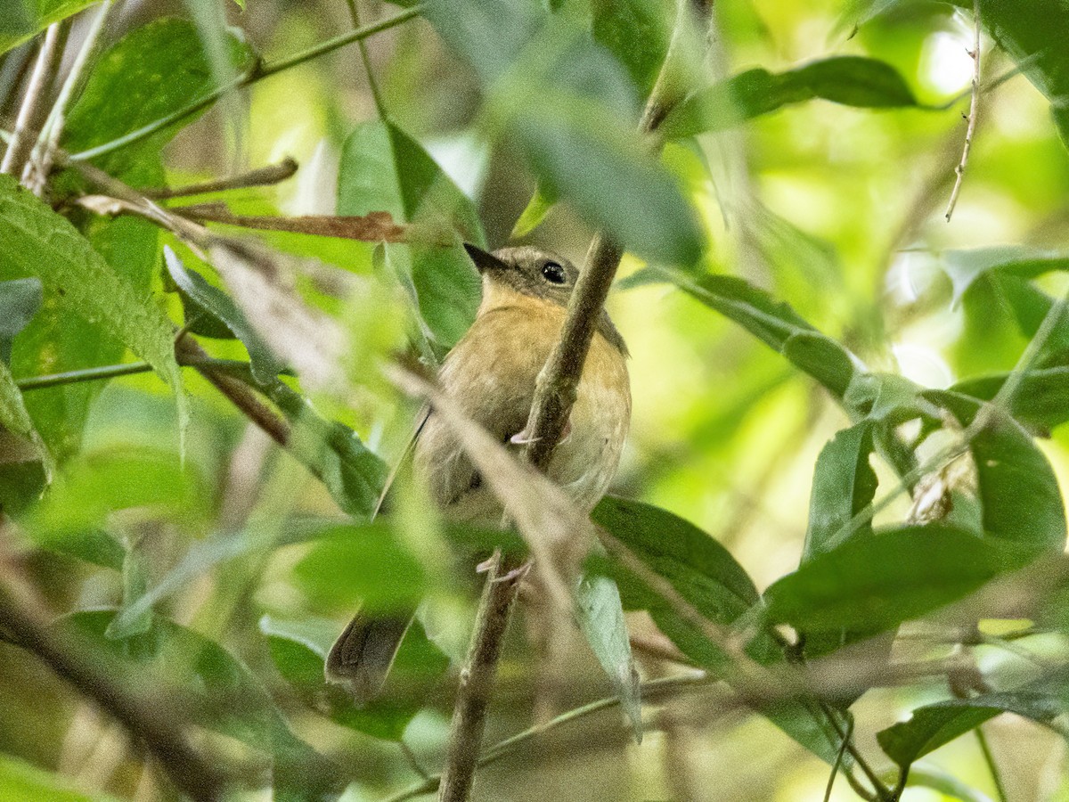 Снежнобровая мухоловка - ML646890090