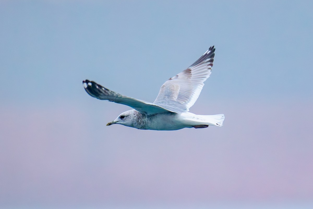 Short-billed Gull - ML646890091