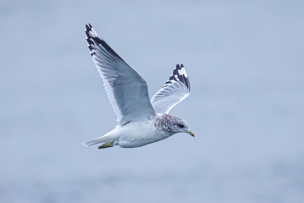 Мартин сивий аляскинський - ML646890092