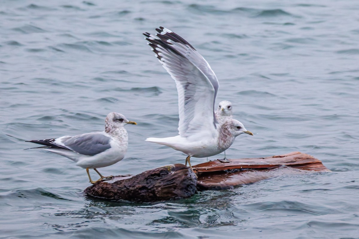 Мартин сивий аляскинський - ML646890093