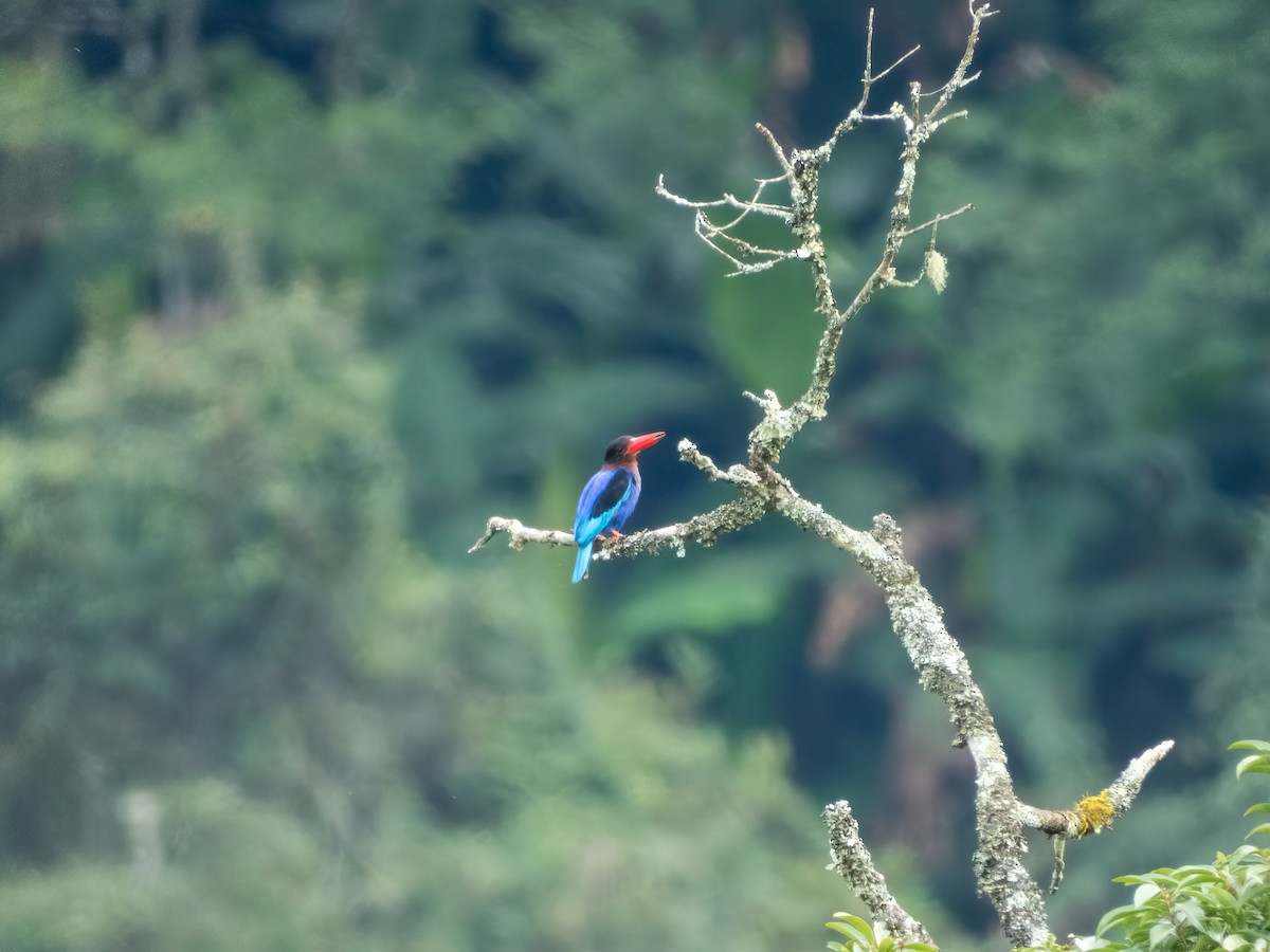 Яванский зимородок - ML646890095