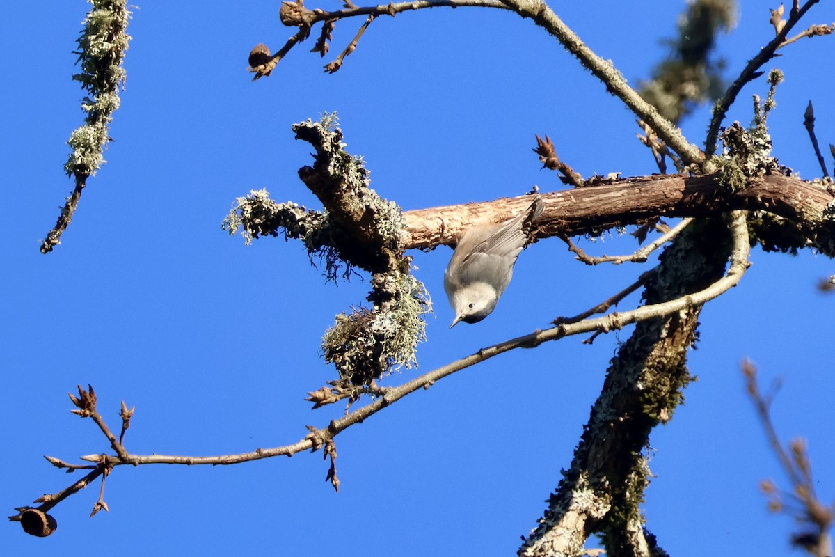 White-breasted Nuthatch - ML646890096