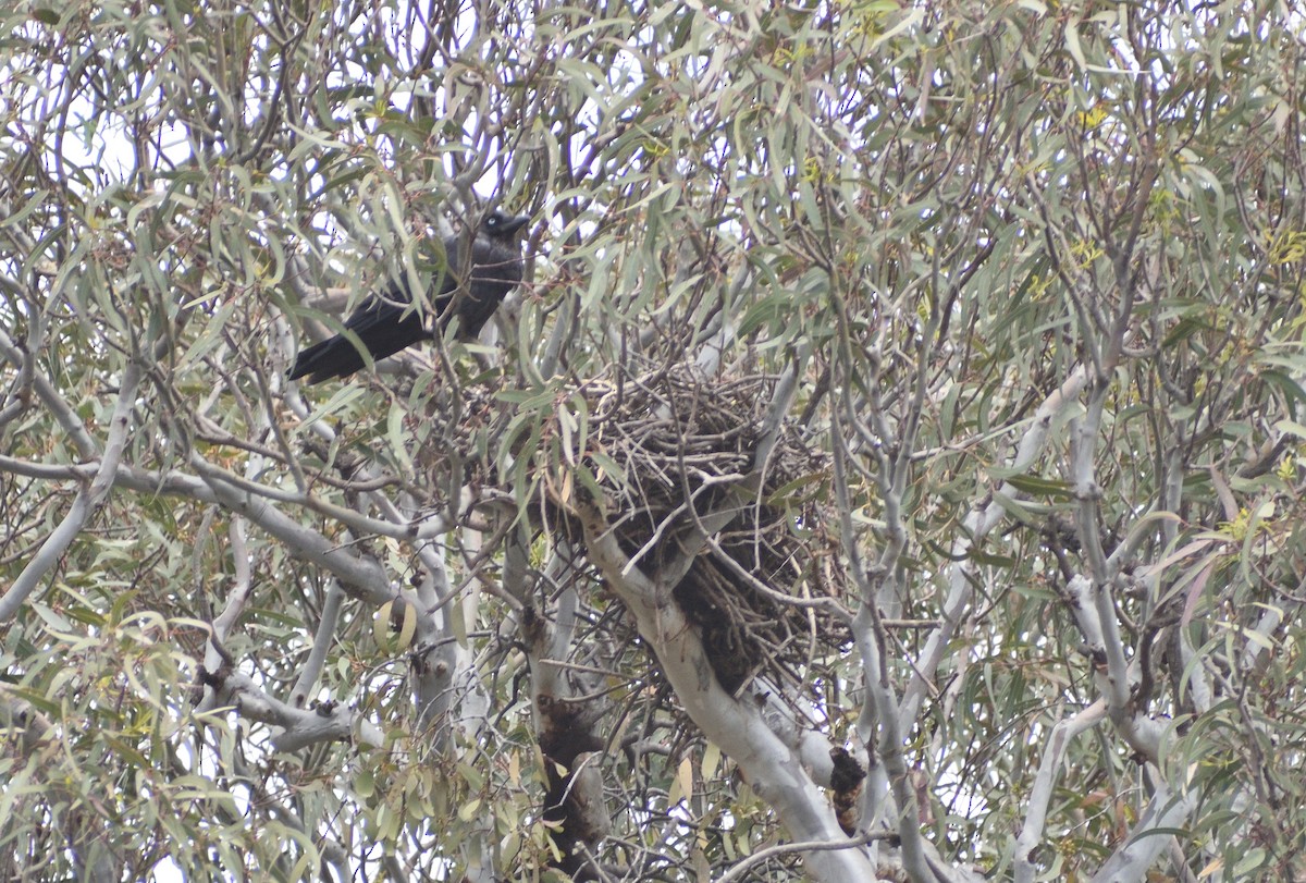 Крук малий - ML646890098