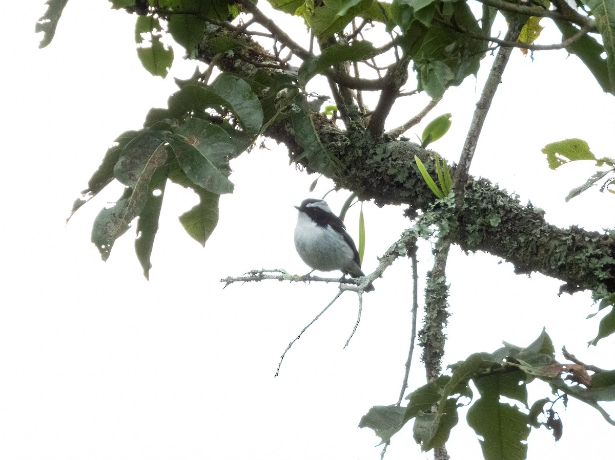 Сорочья мухоловка - ML646890101