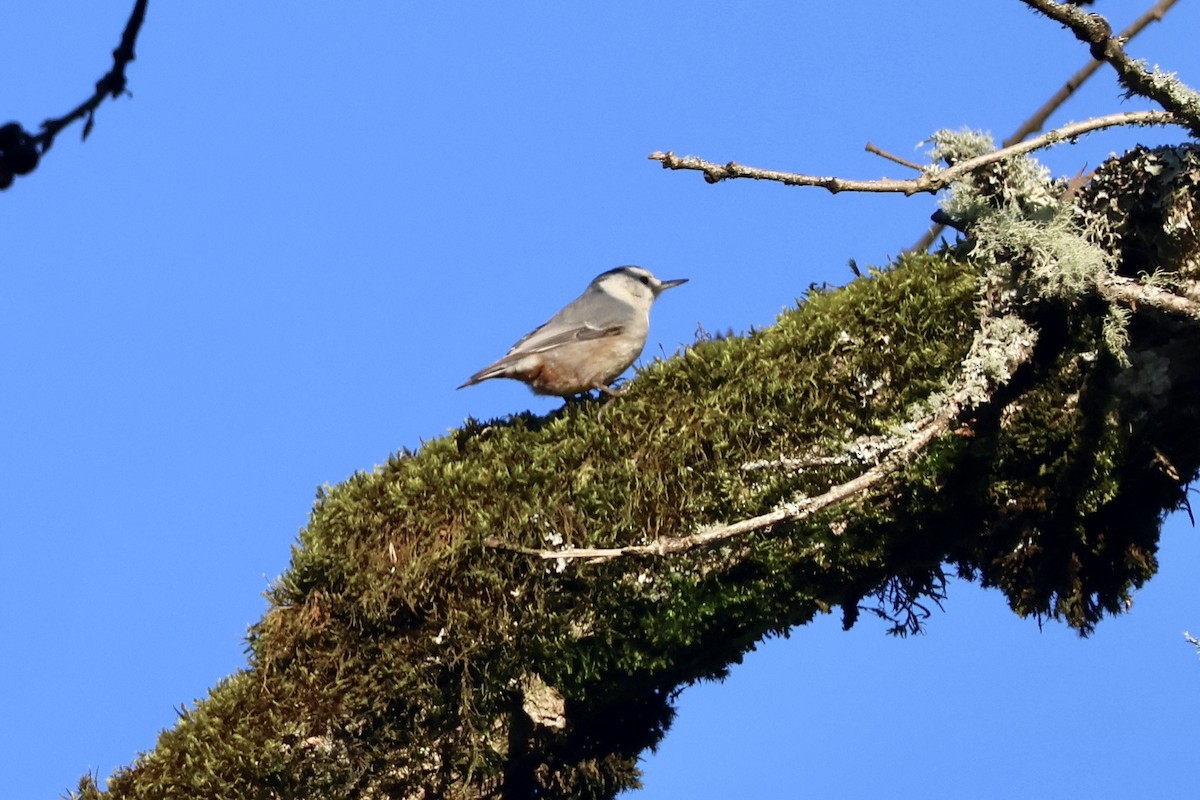 White-breasted Nuthatch - ML646890102