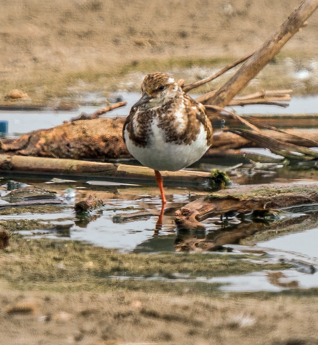 Steinwälzer - ML646890105