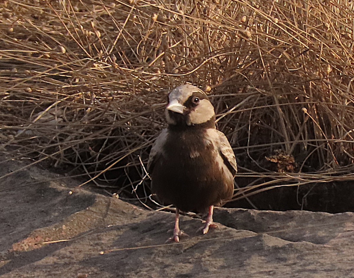 Ashy-crowned Sparrow-Lark - ML646890109