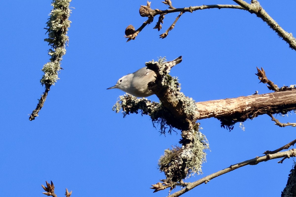 White-breasted Nuthatch - ML646890110