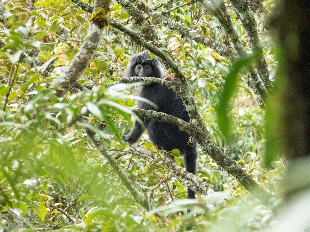 Блестящий гульман - ML646890112