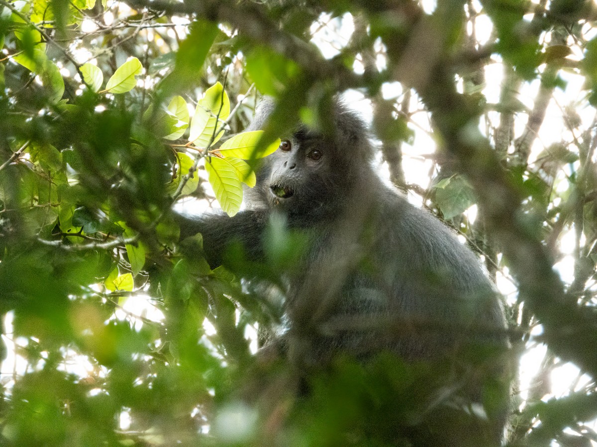 Блестящий гульман - ML646890113