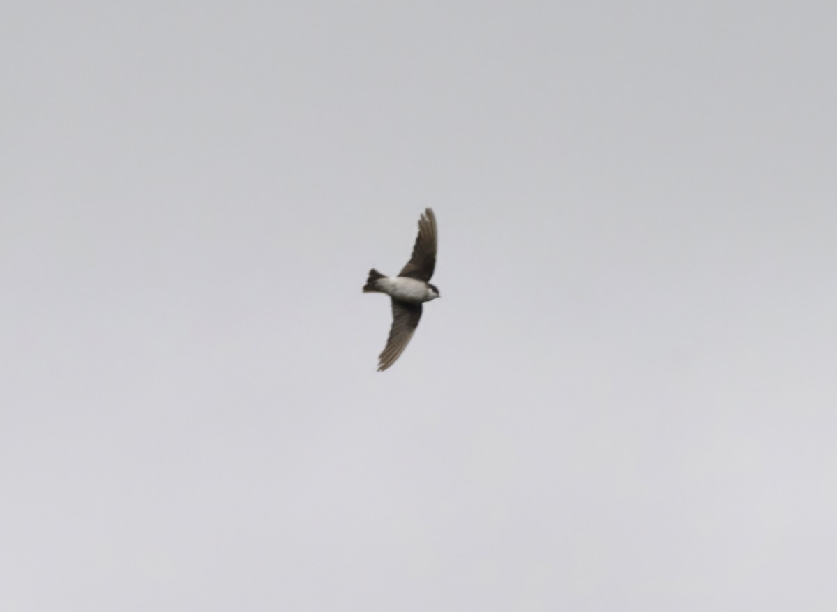 Asian House-Martin - ML646890115