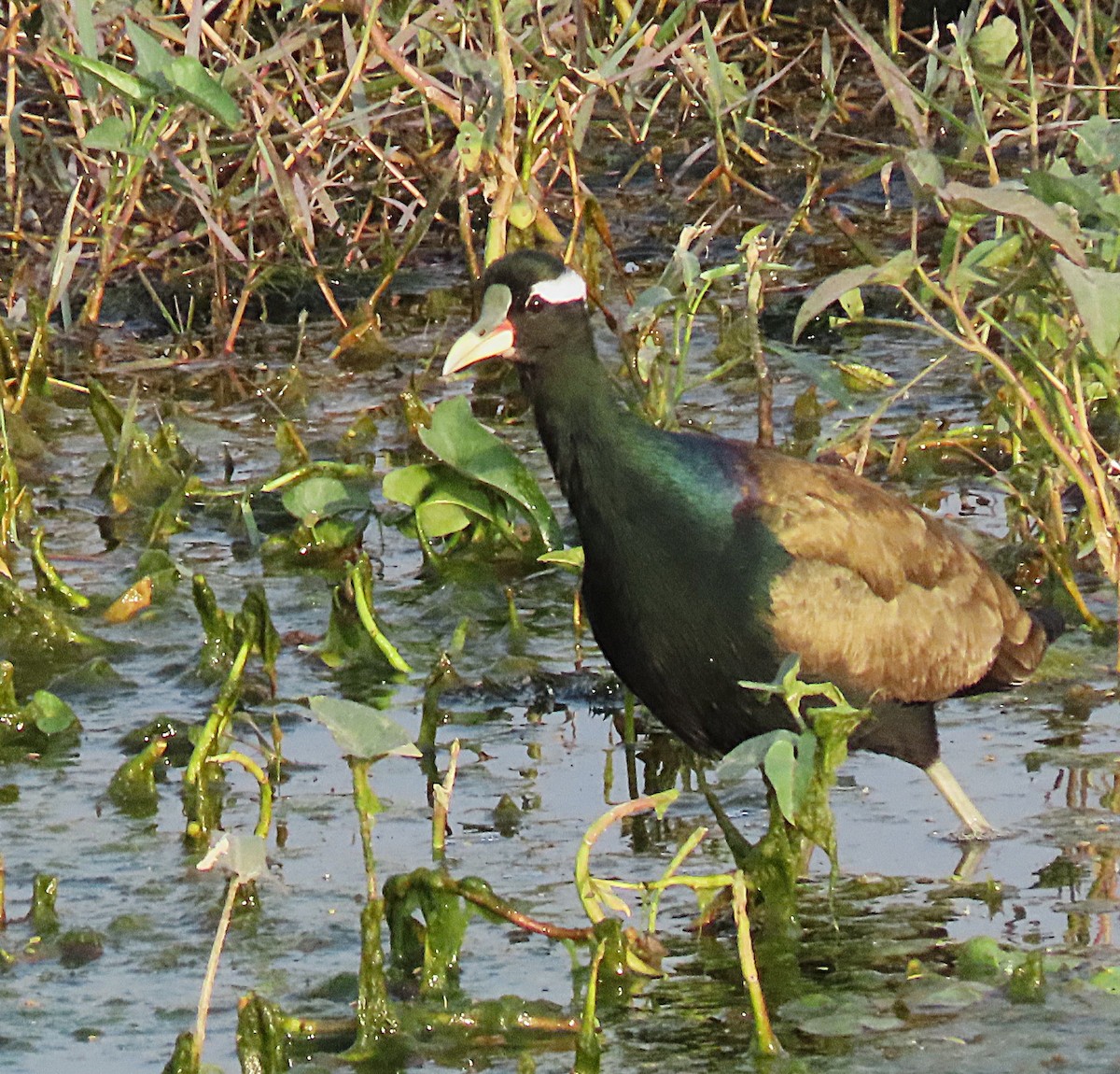Bronze-winged Jacana - ML646890116