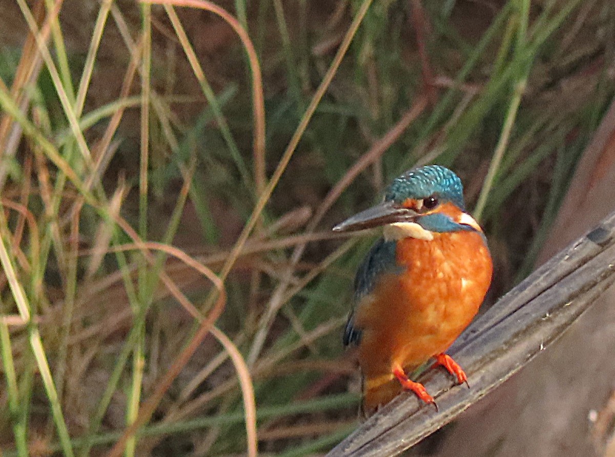 Common Kingfisher - ML646890117