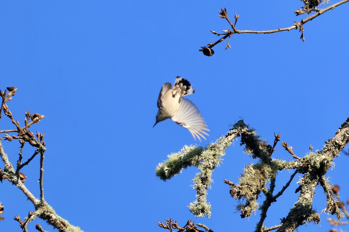 White-breasted Nuthatch - ML646890118