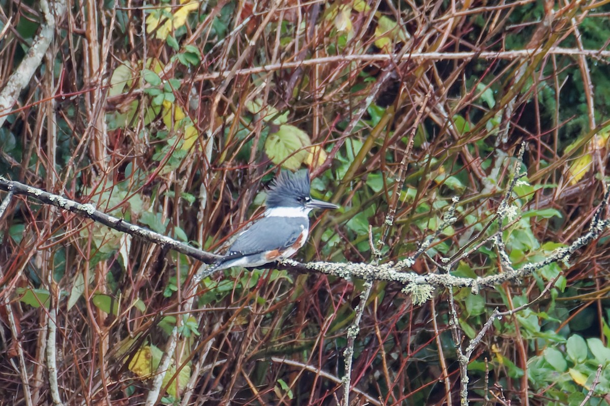 Рибалочка-чубань північний - ML646890123