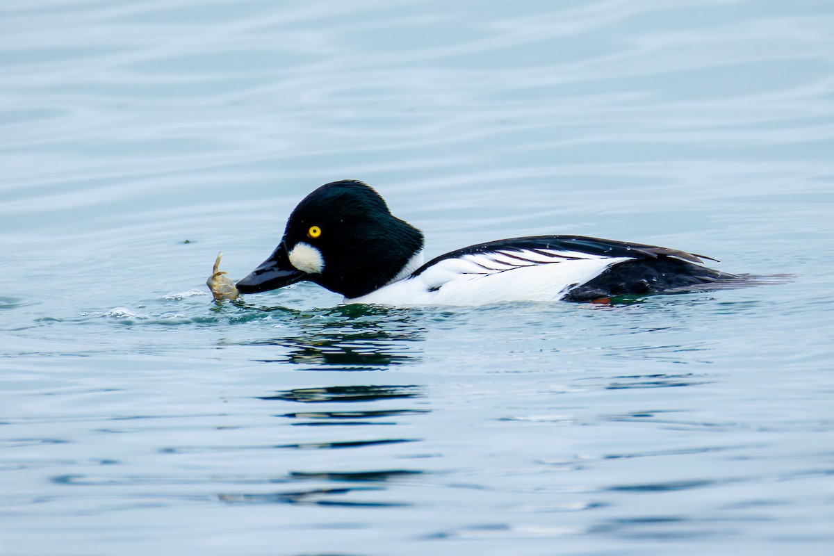 Quattrocchi - ML646890124