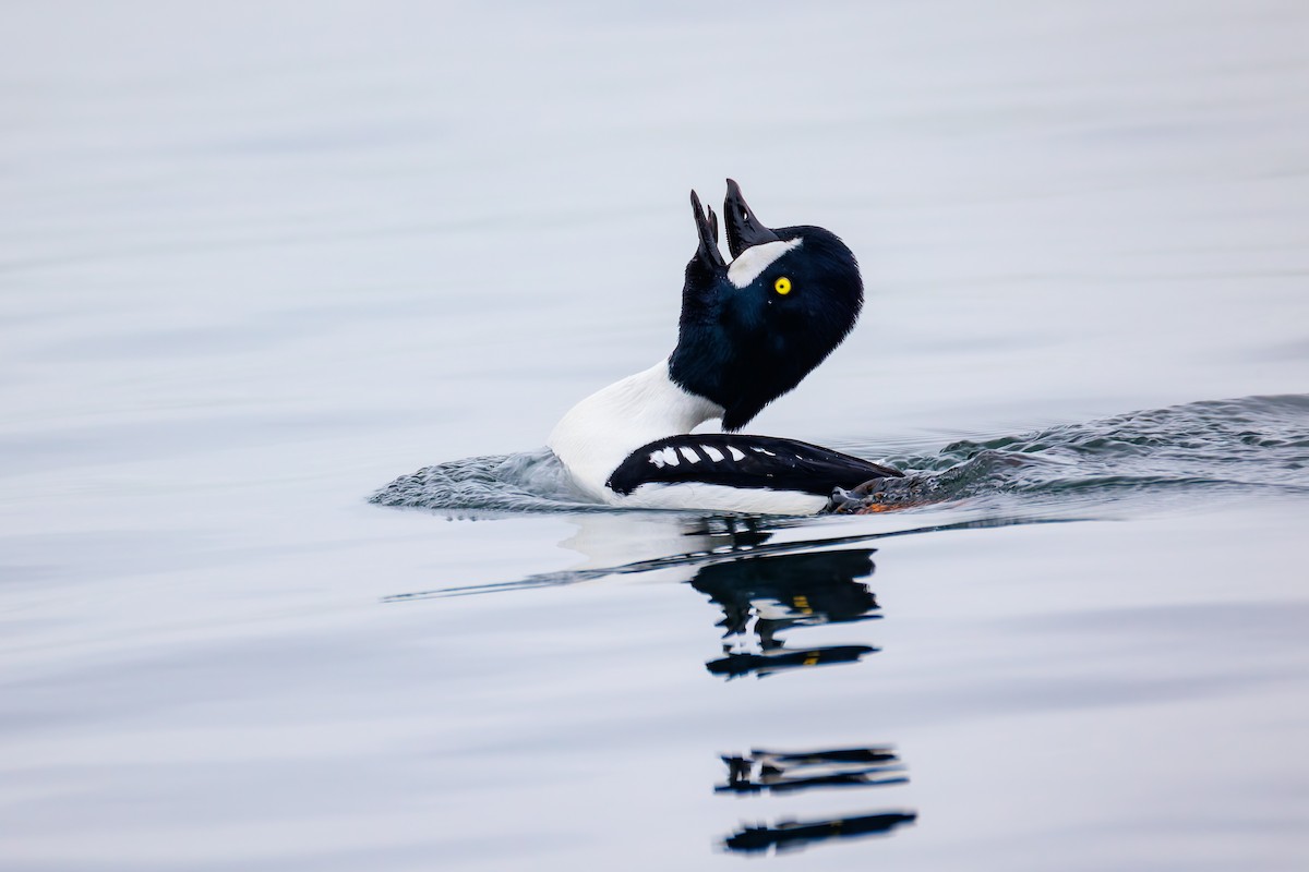 Гоголь ісландський - ML646890125