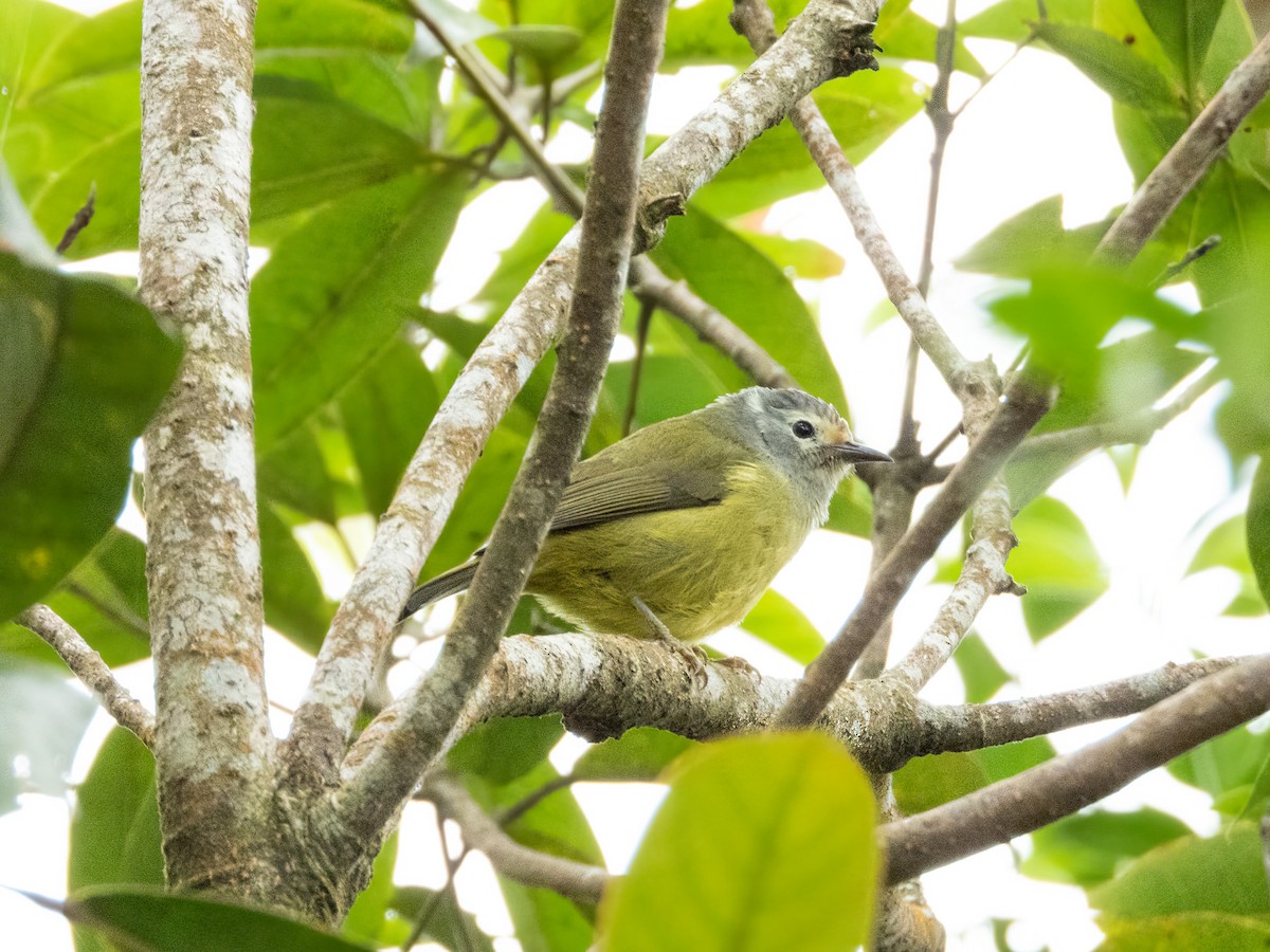 Яванская элейя - ML646890126