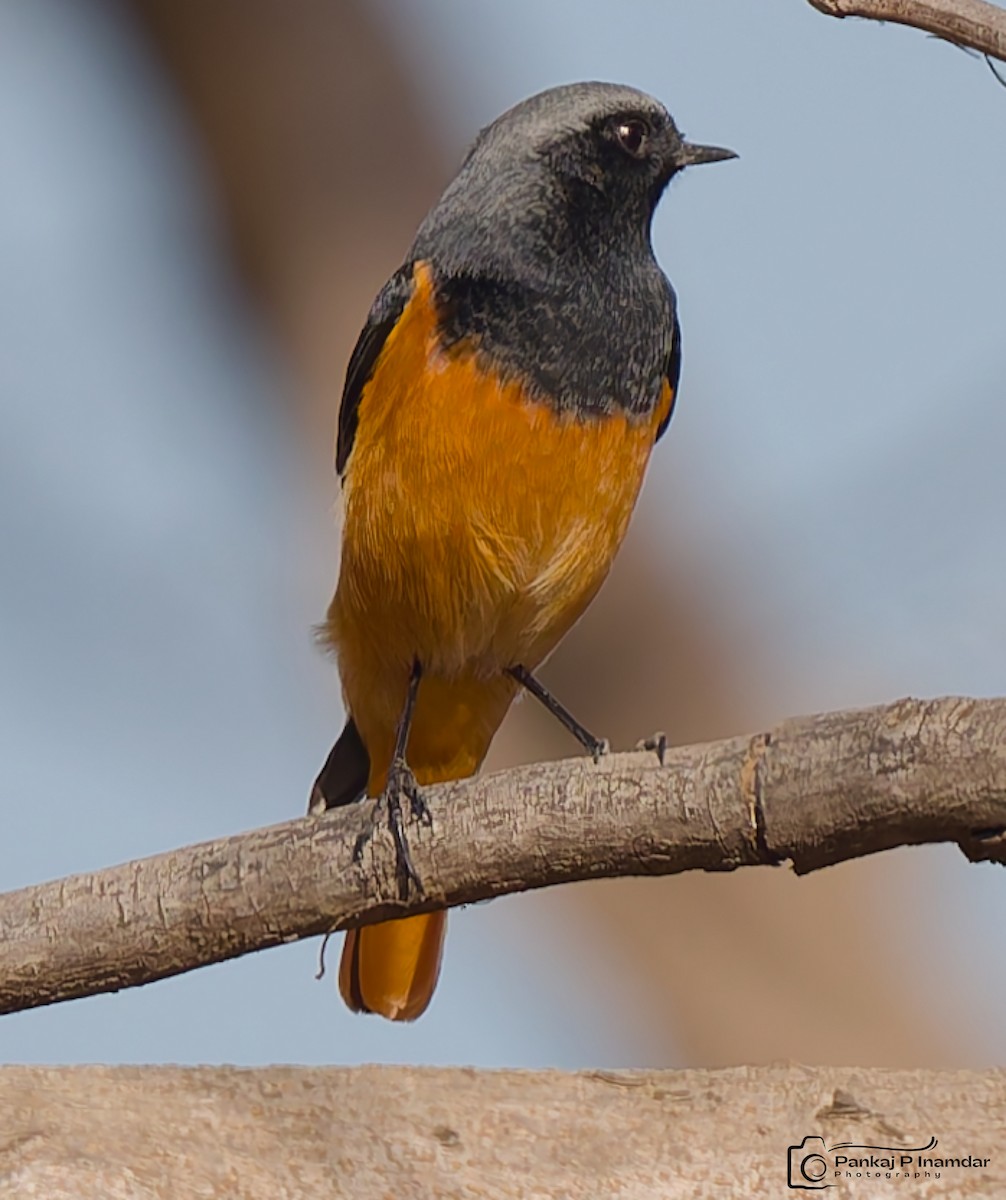 חכלילית סלעים - ML646890127